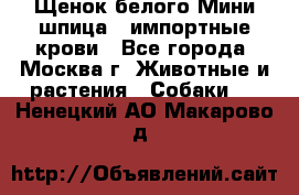 Щенок белого Мини шпица , импортные крови - Все города, Москва г. Животные и растения » Собаки   . Ненецкий АО,Макарово д.
